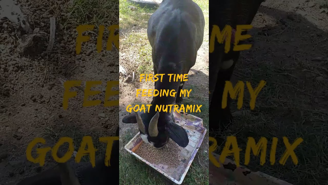 first time feeding my goat's nutramix they love it💯