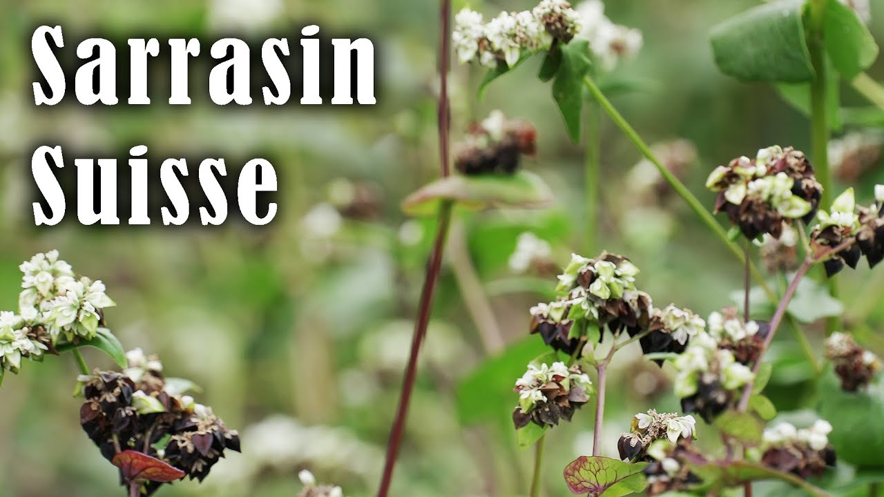 Le sarrasin en non travail du sol #agroecologie #cereale #autonomie