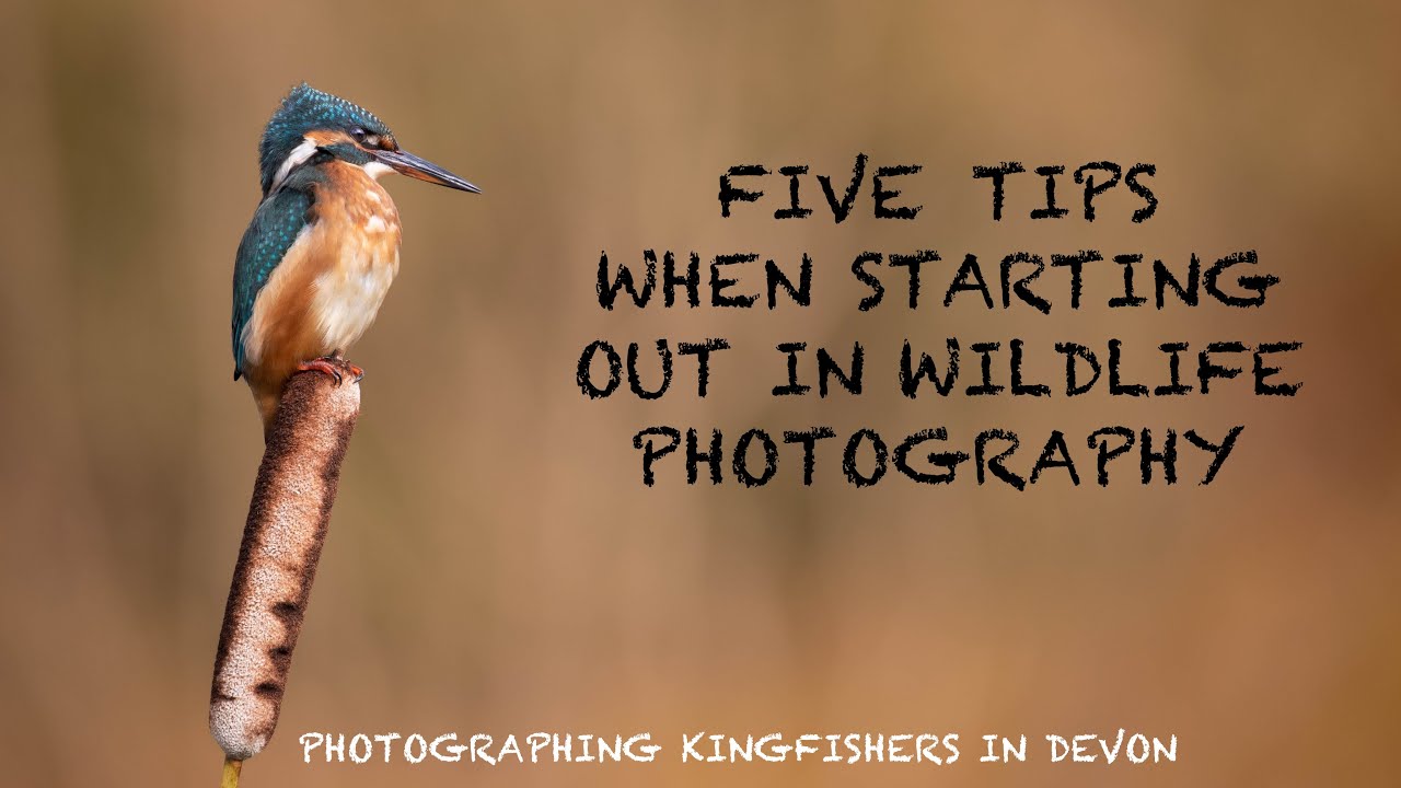 Photographing KINGFISHERS and DIPPERS on the RIVER OTTER - BEGINNER WILDLIFE PHOTOGRAPHY TIPS