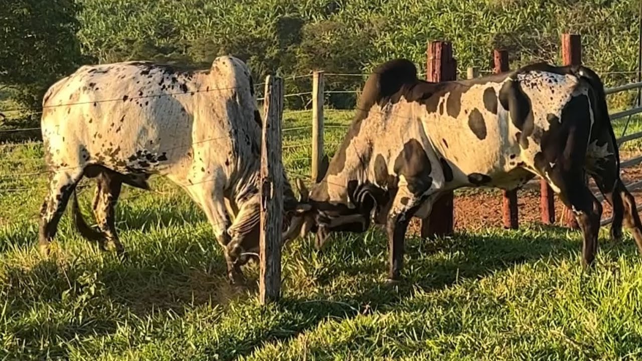 Pavão, o nelore pintado destruidor de cercas 