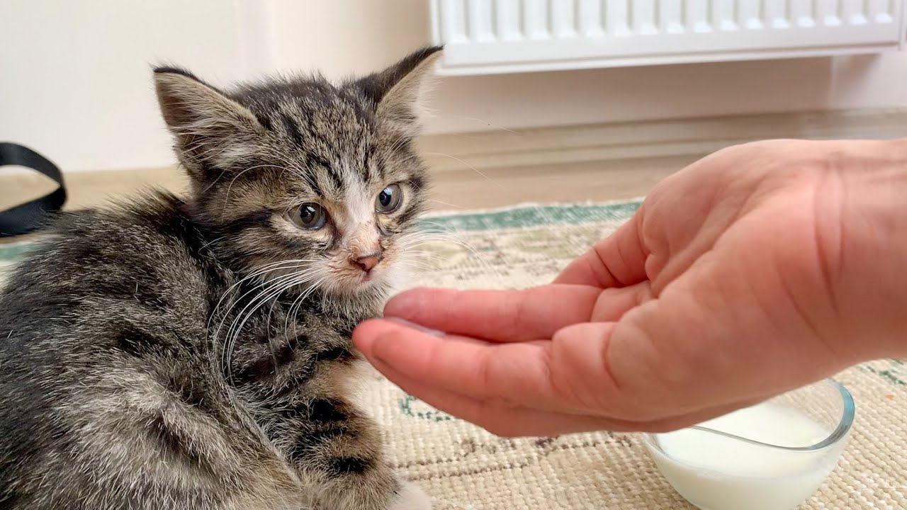 Заброшенный котенок спасен
