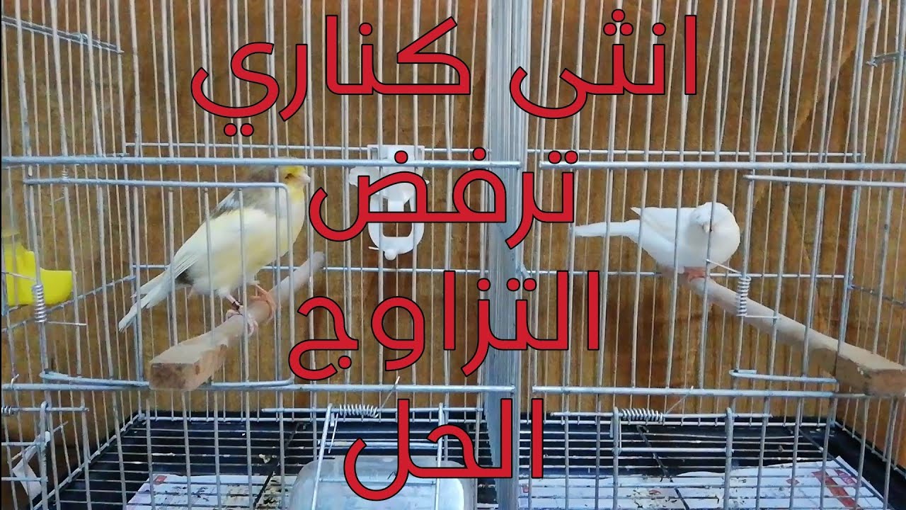 انثى كناري ترفض التزاوج رغم جهوزيتها التامة! الأسباب والحلول؟