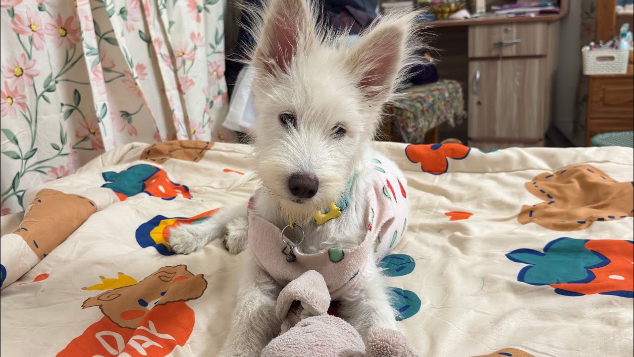 Puppy vs. The Big Bed: The Most Adorable Battle You’ll Ever See! #puppy 