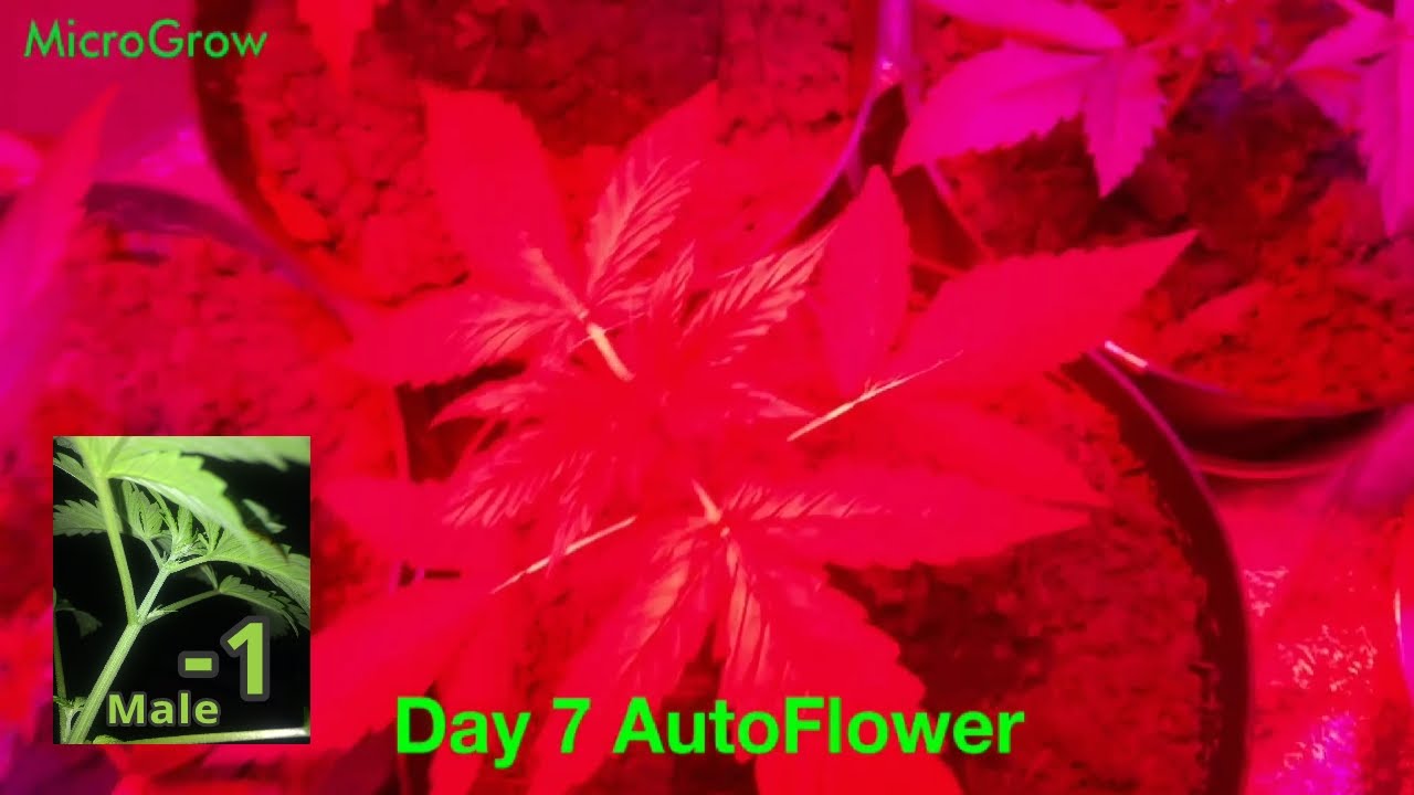 120W full spectrum LED 5 autoflowers Marijuana, DIY Co2 generator Day 7 #2