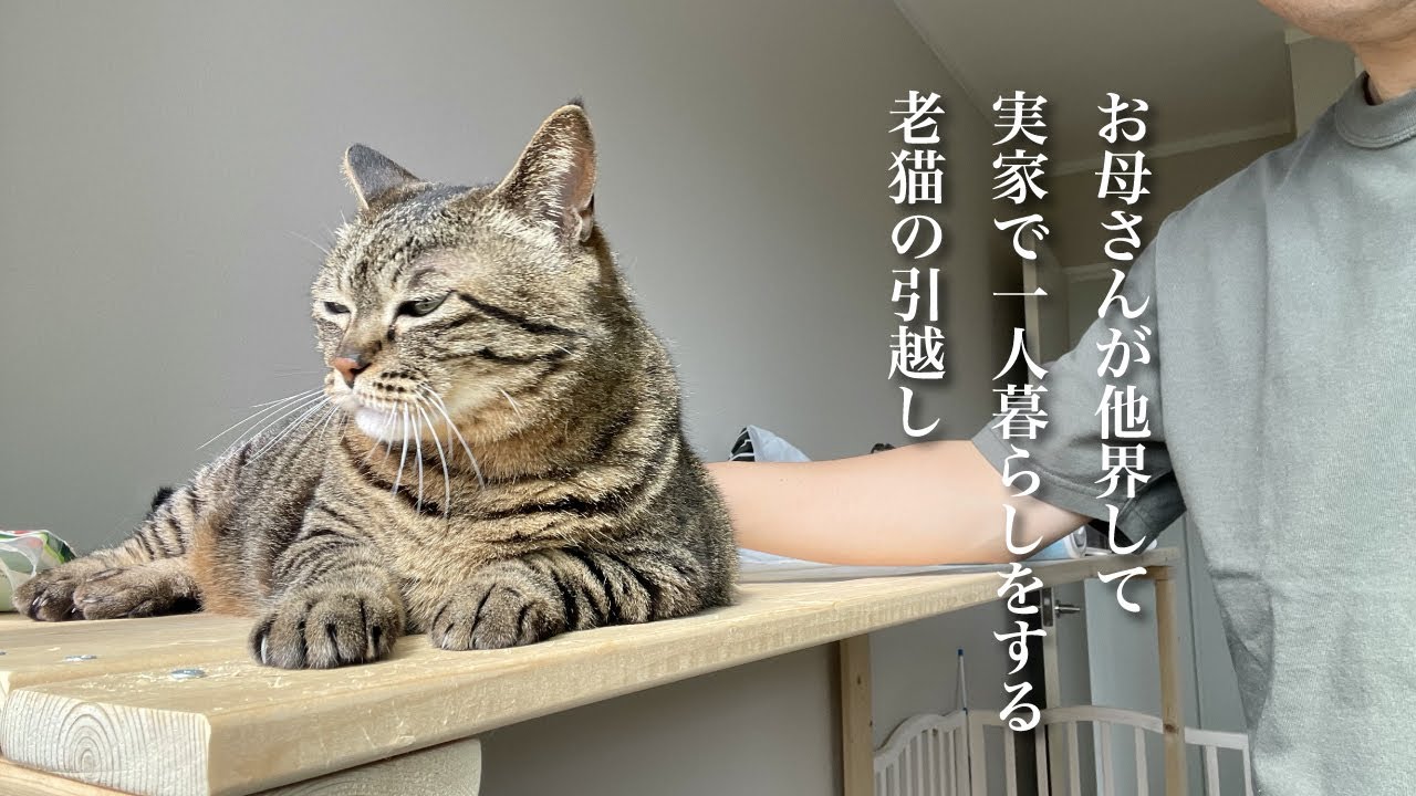 お母さんが他界して実家で一人暮らしをする猫（ミコ）のお引越しの日