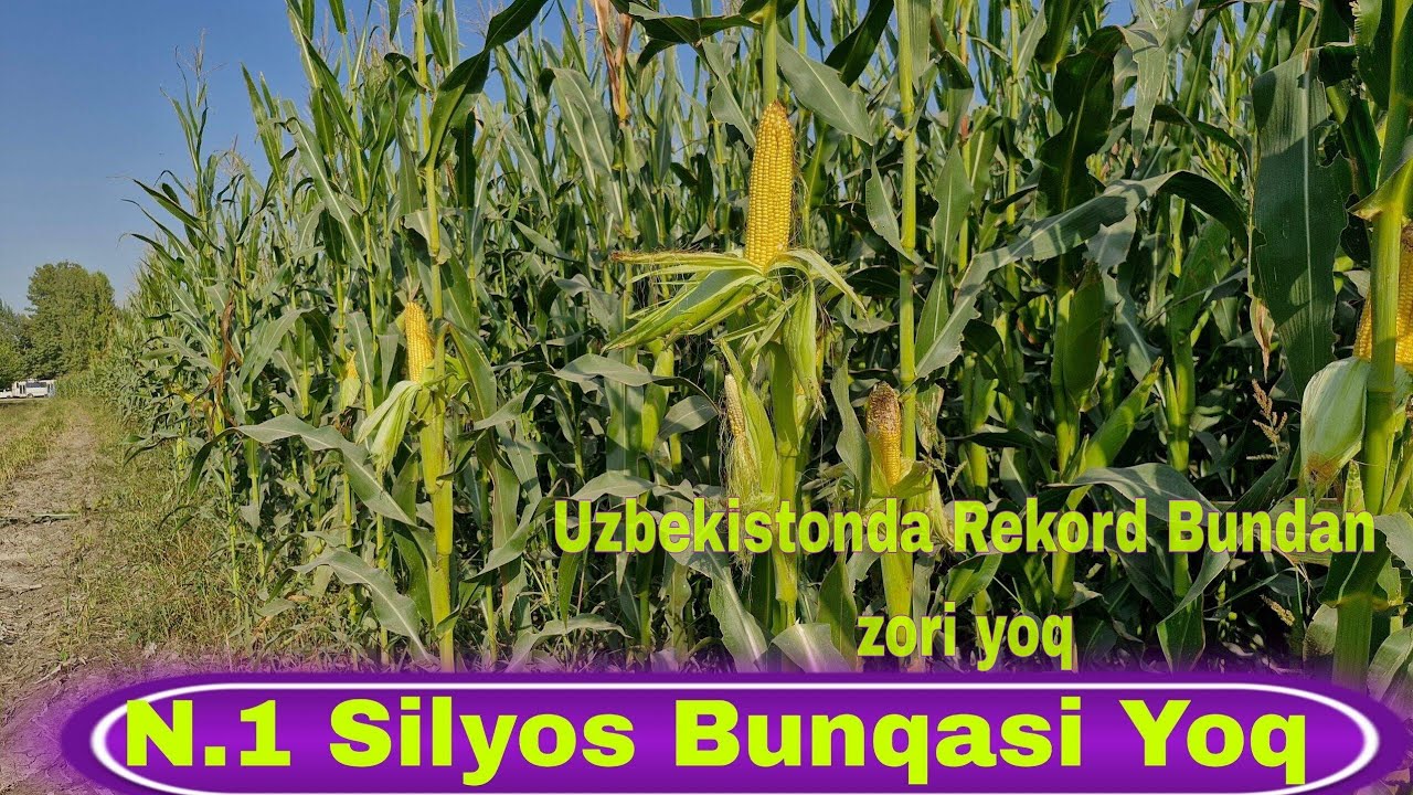 1 Gektar🌏 100 tona 🌽silyos 🌽Beradigan Makkajoxori  Yetishtirish Geklab 72 40 +998958006075