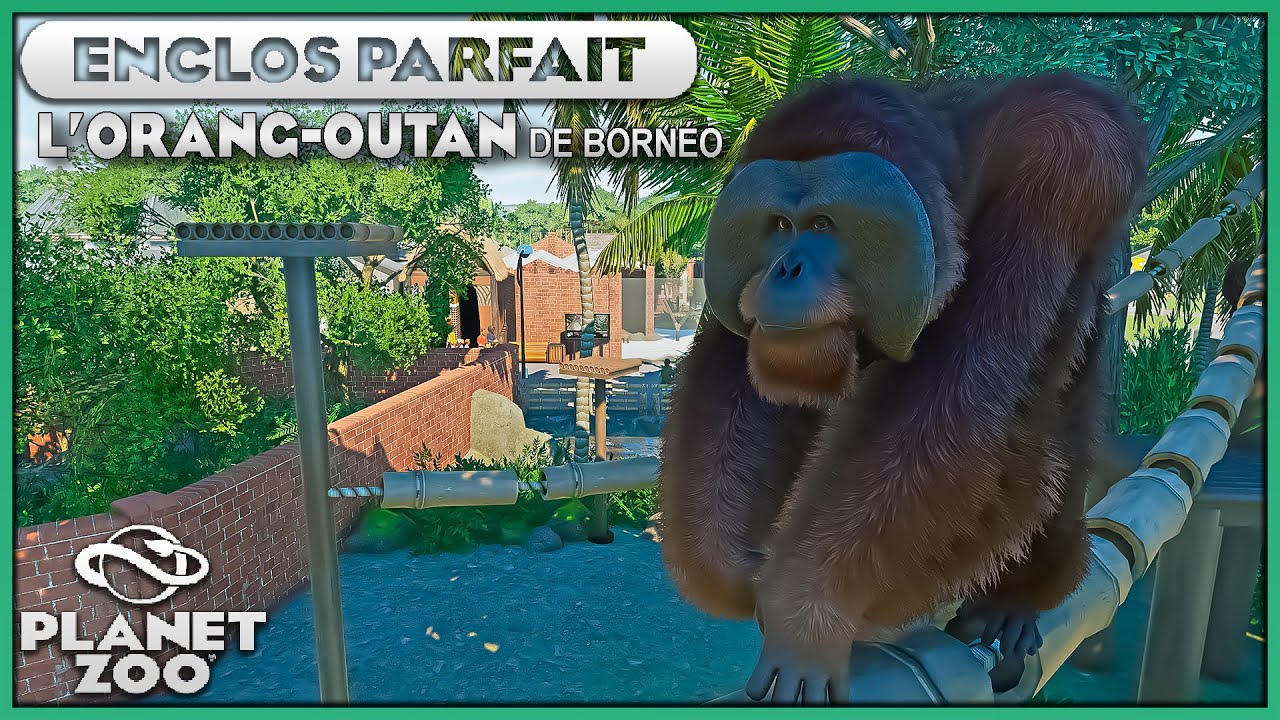 Les Orang-Outan de Born&eacute;o (S&eacute;paration d'eau) | LES ENCLOS PARFAITS : EPISODE 60 | PLANET ZOO