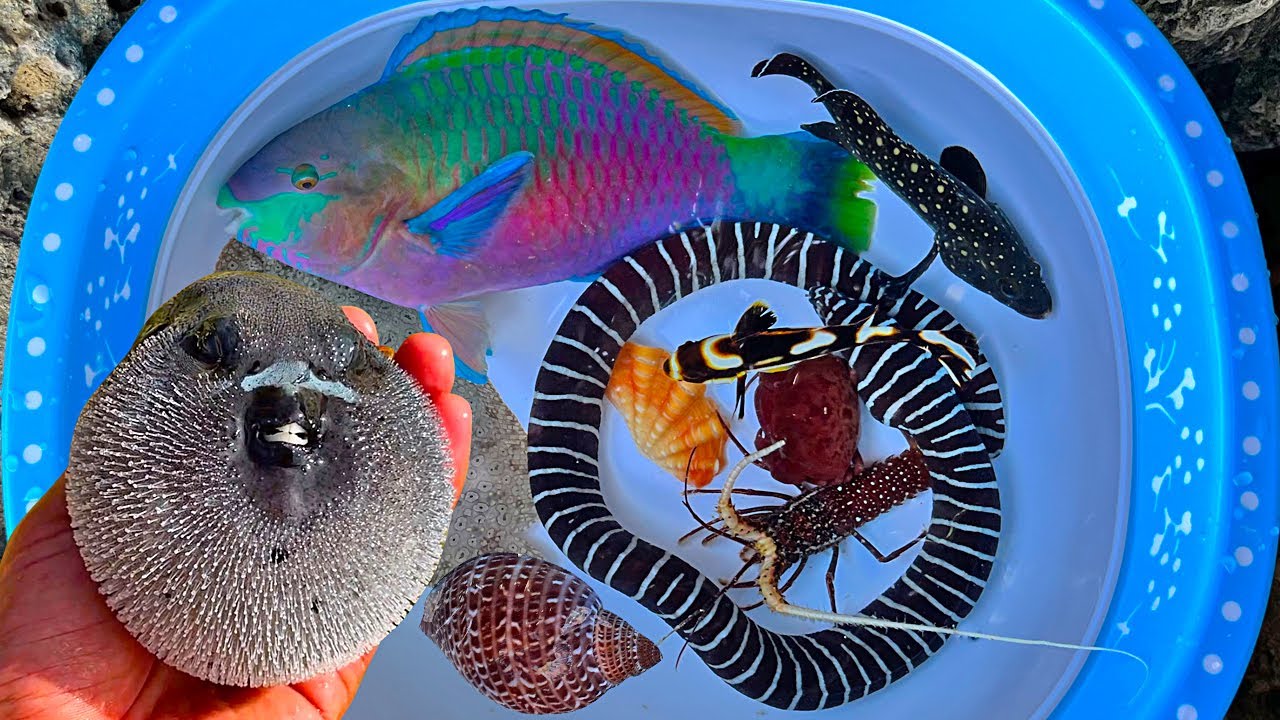 Tangkap ikan buntal dan kelomang, keong, belut, kepiting, ikan laut, ikan hias, bintang laut, kerang