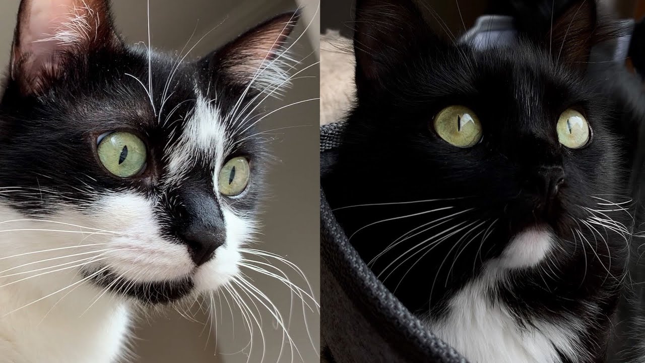 Cats looking out the window in the morning | Uni and Nami sibling cat