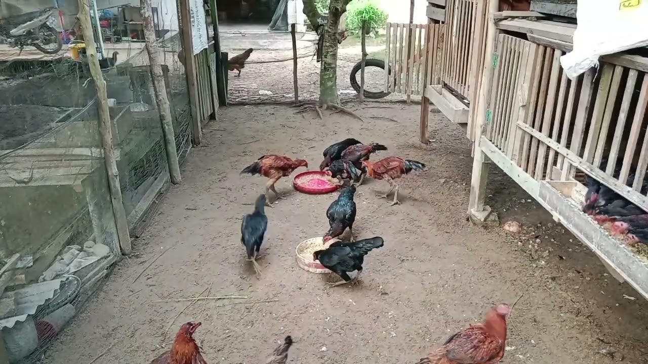 @usaha mandiri unggas,#suasana pagi hari di kandang ternak ayam kampung