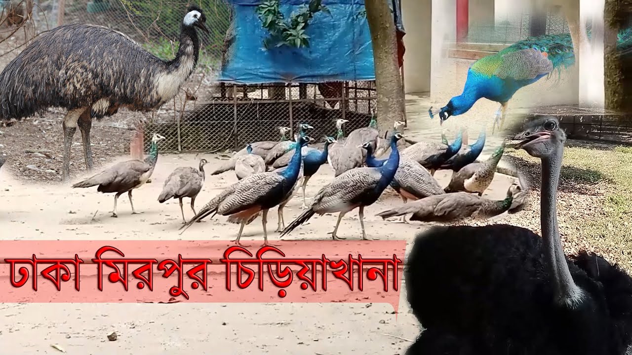Bangladesh National Zoo ।। মিরপুর চিড়িয়াখানা ।।  ইমু, ময়ুর ।। Dhaka Zoo ।। ‍Asha Traveling।।