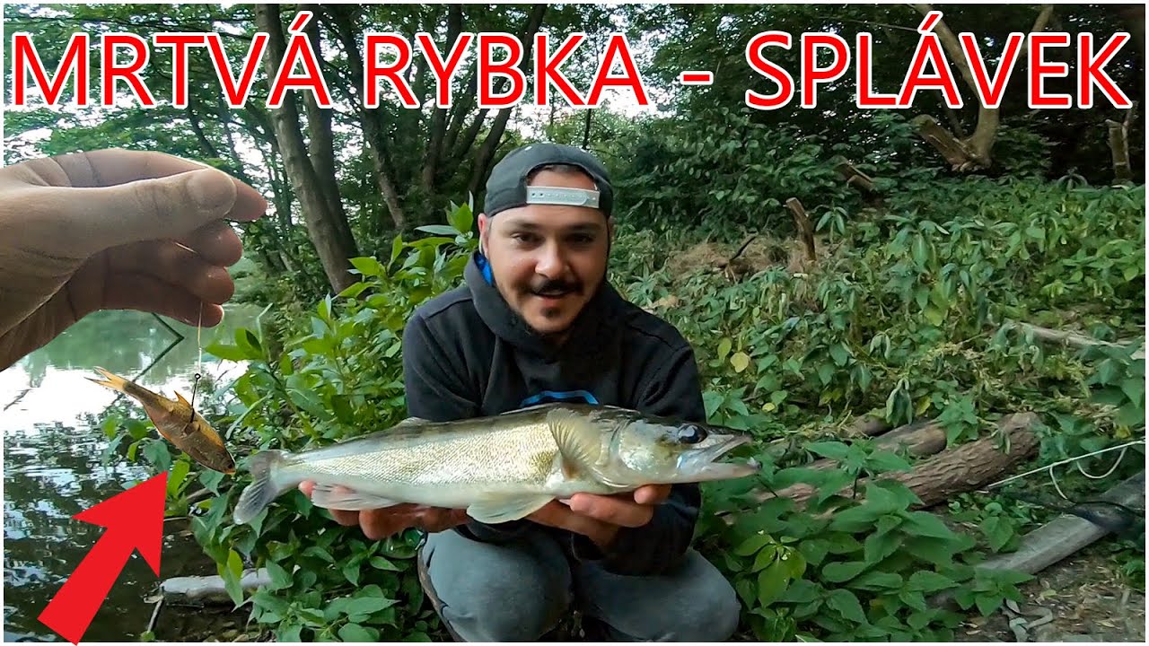 Lov na splávek s mrtvou rybkou