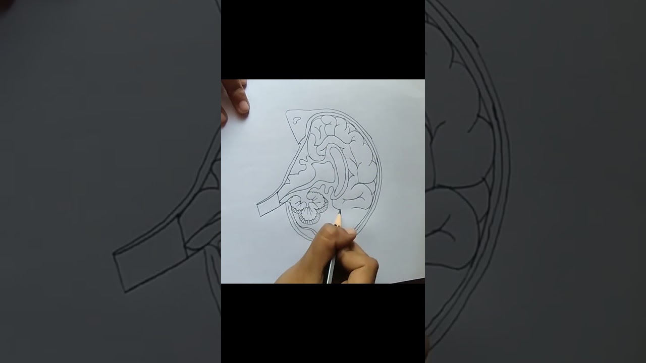Draw a Human Brain Diagram in 90 Seconds | Easy & Fast 