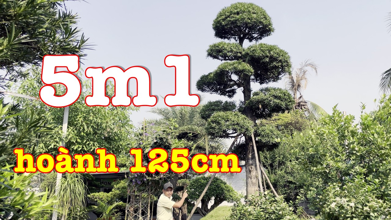 Tùng la hán đẹp đẳng cấp tại nhà vườn Khánh Võ