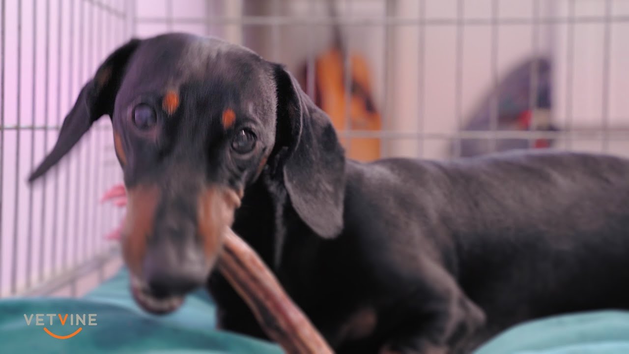 Intervertebral disc problems in dogs and the recommendation to 