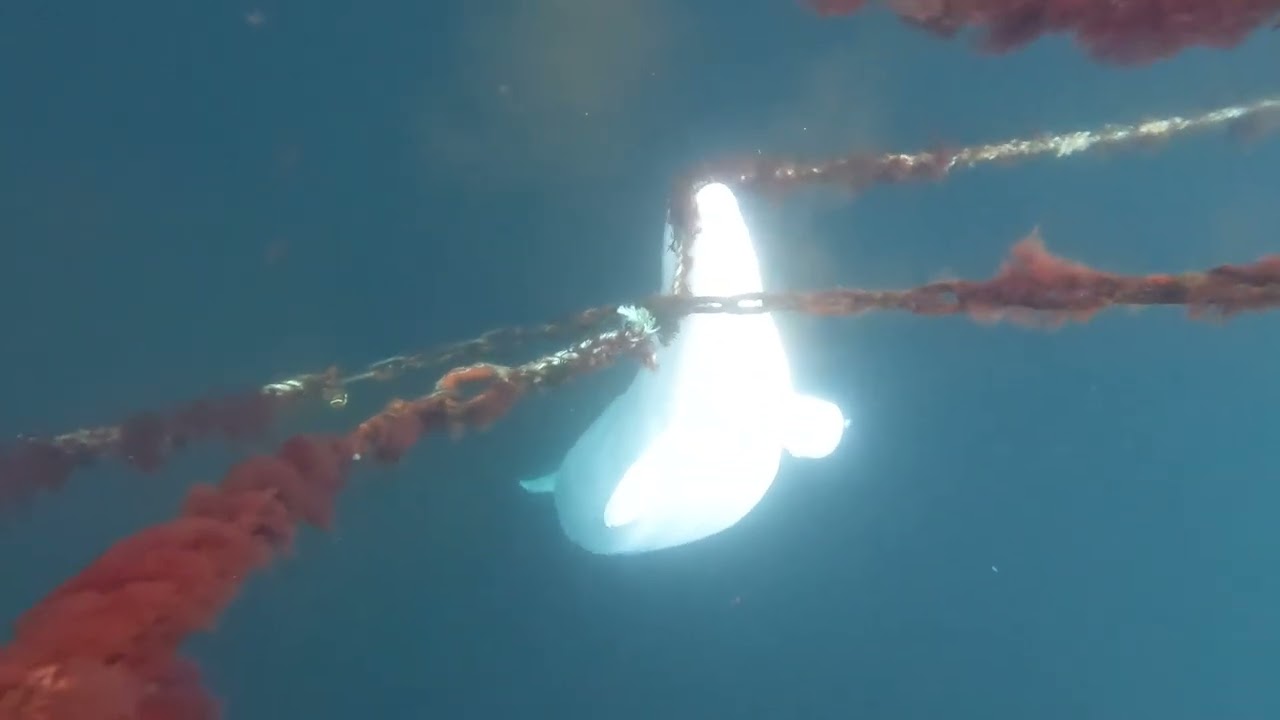 Hvaldimir Entertains Himself with Ropes & Chains| OneWhale.org