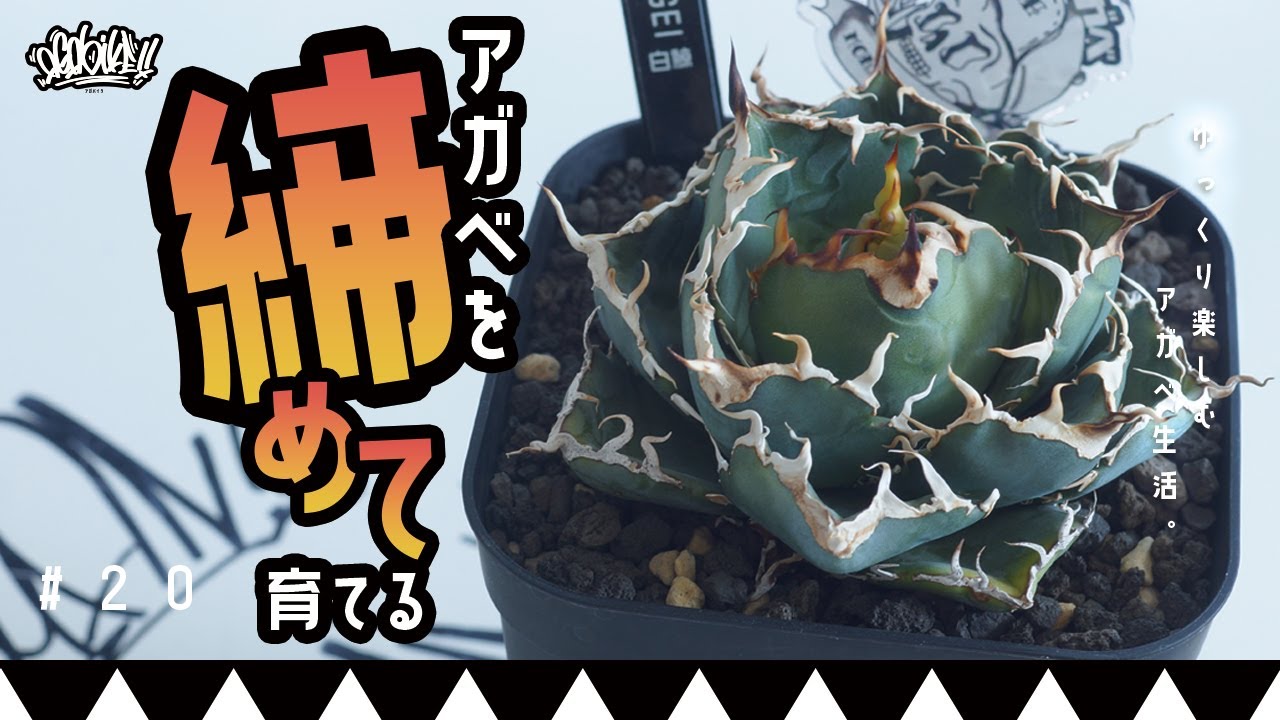 【アガベの基本】初心者でも簡単にアガベを締めて育成する方法！