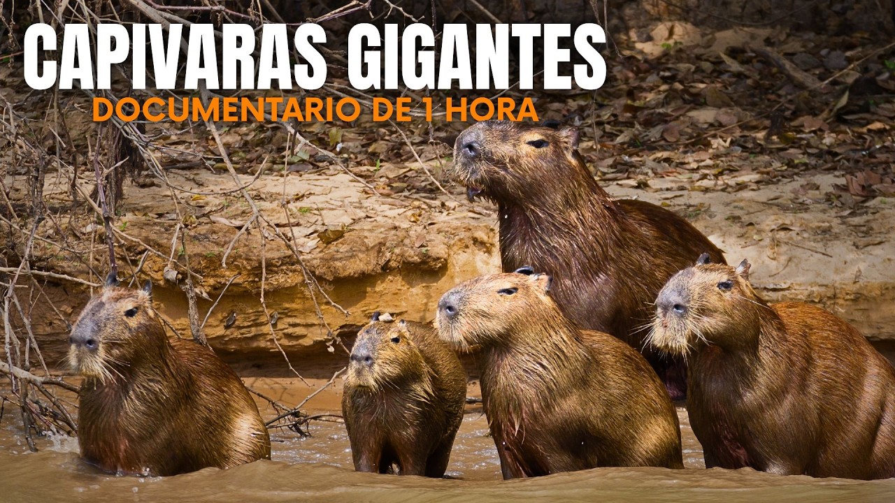 PANTANAL: Capivaras Gigantes, as Presas das Onças Noturnas – Documentário Completo