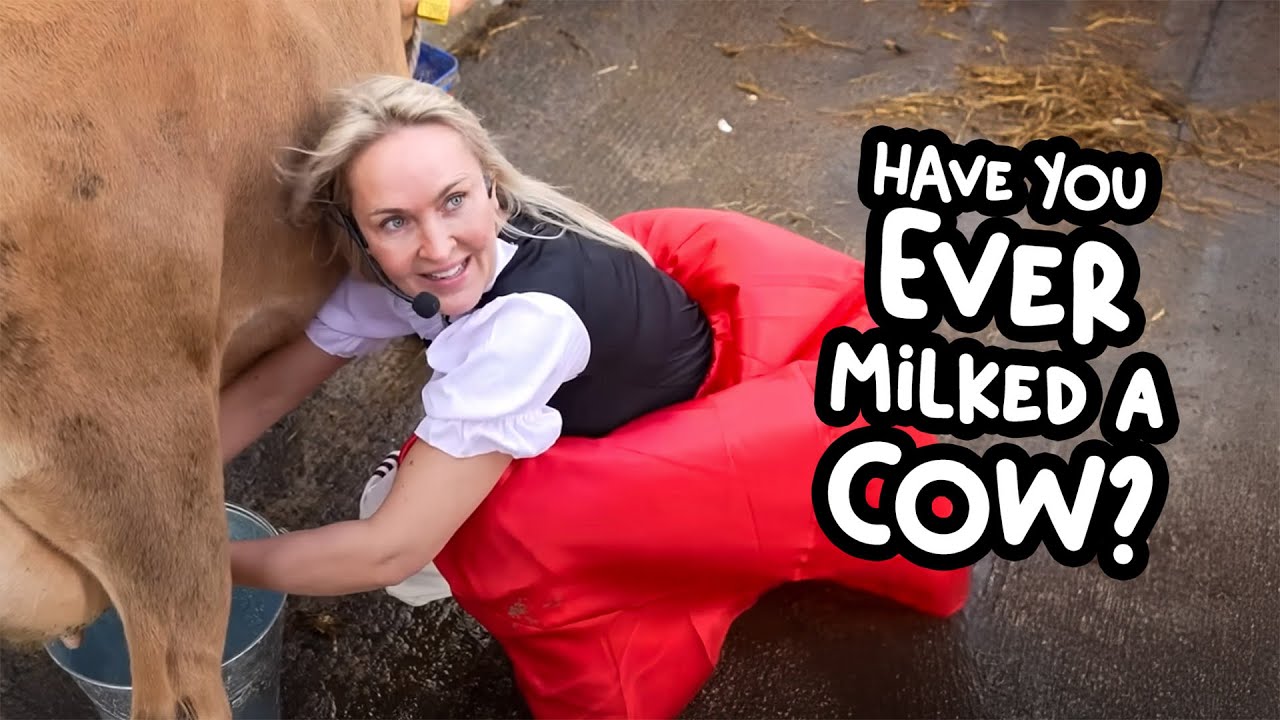 Connie the Jersey Cow gets milked by Scottish Celebrities!