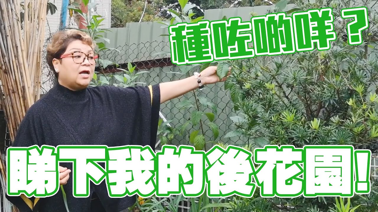 肥媽花園 | 帶大家睇下我的後花園！睇下我花園種咗啲咩？