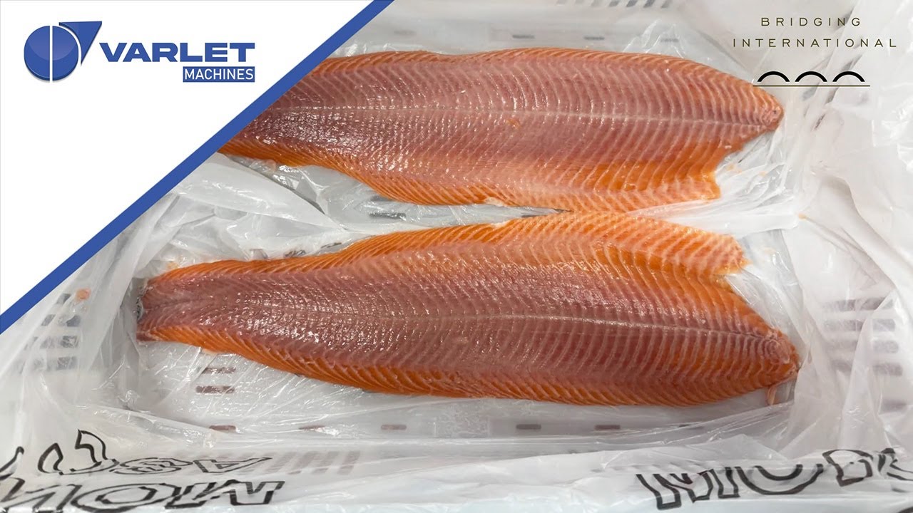 VARLET V1558 Series – Automatic Fish Skinning Made Easy 🐟