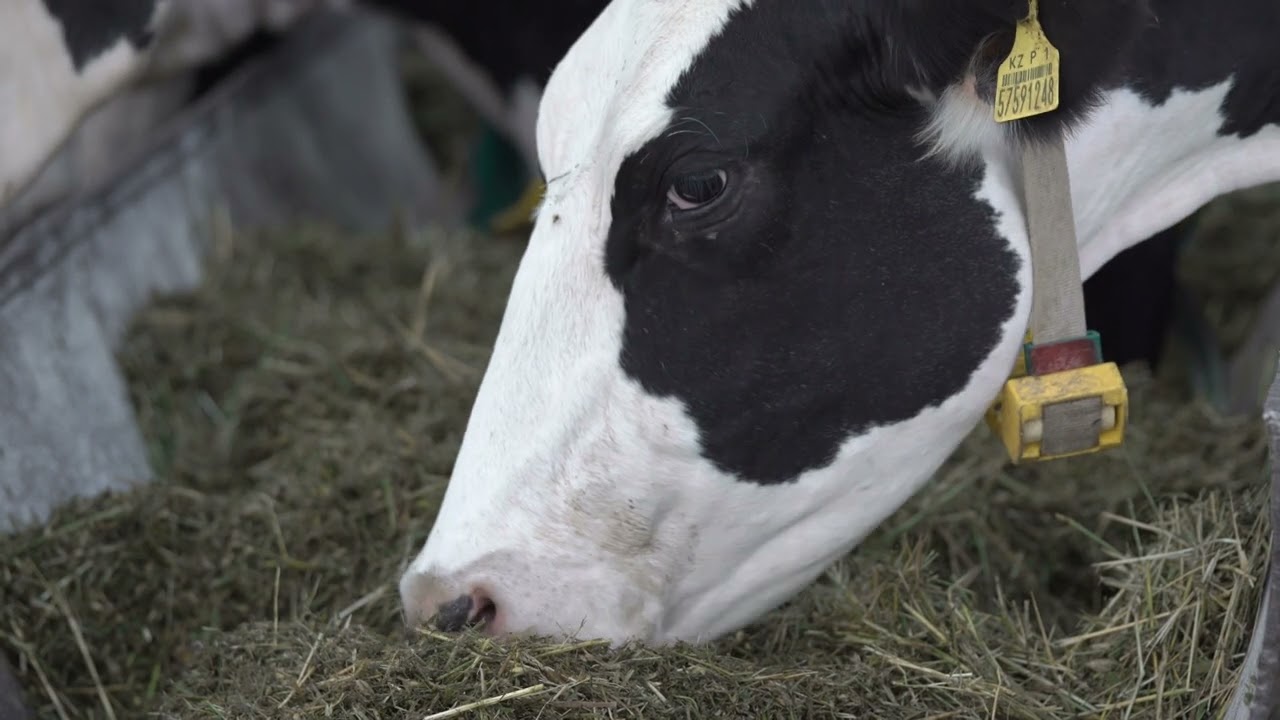 Project COWMOO PITCH