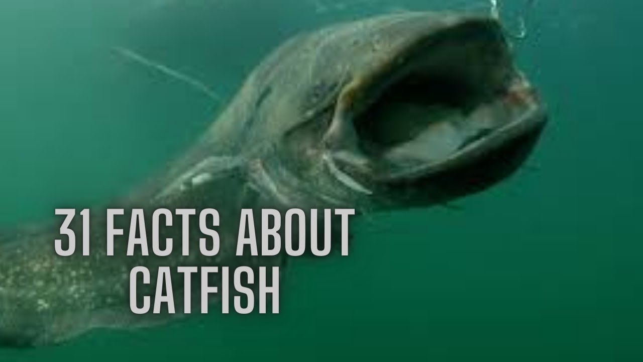 31 Cool Facts About Catfish. Be Careful, This Catfish Can Send You To The Hospital