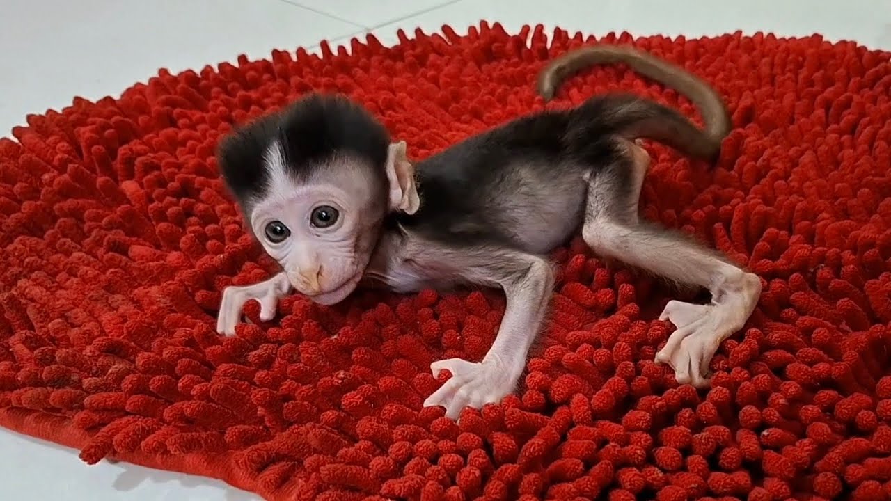 two hungry baby monkeys after playing.