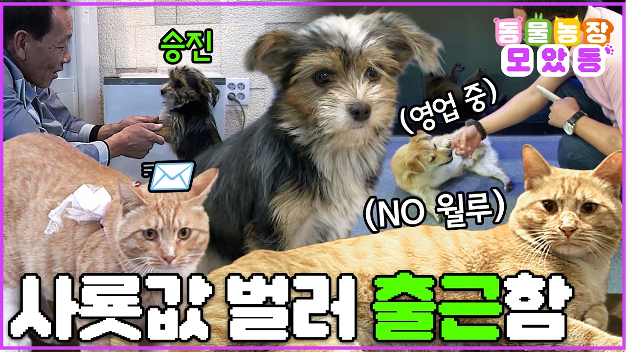 [#모았동물농장] 어이 주인! 사룟값 정도는 내가 알아서 번다~(멋짐)😎 #TV동물농장 #AnimalFarm #SBSstory