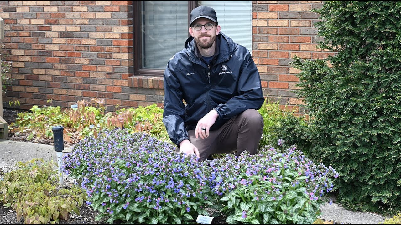Can You Spot the Difference?  Pulmonaria Comparison | Walters Gardens