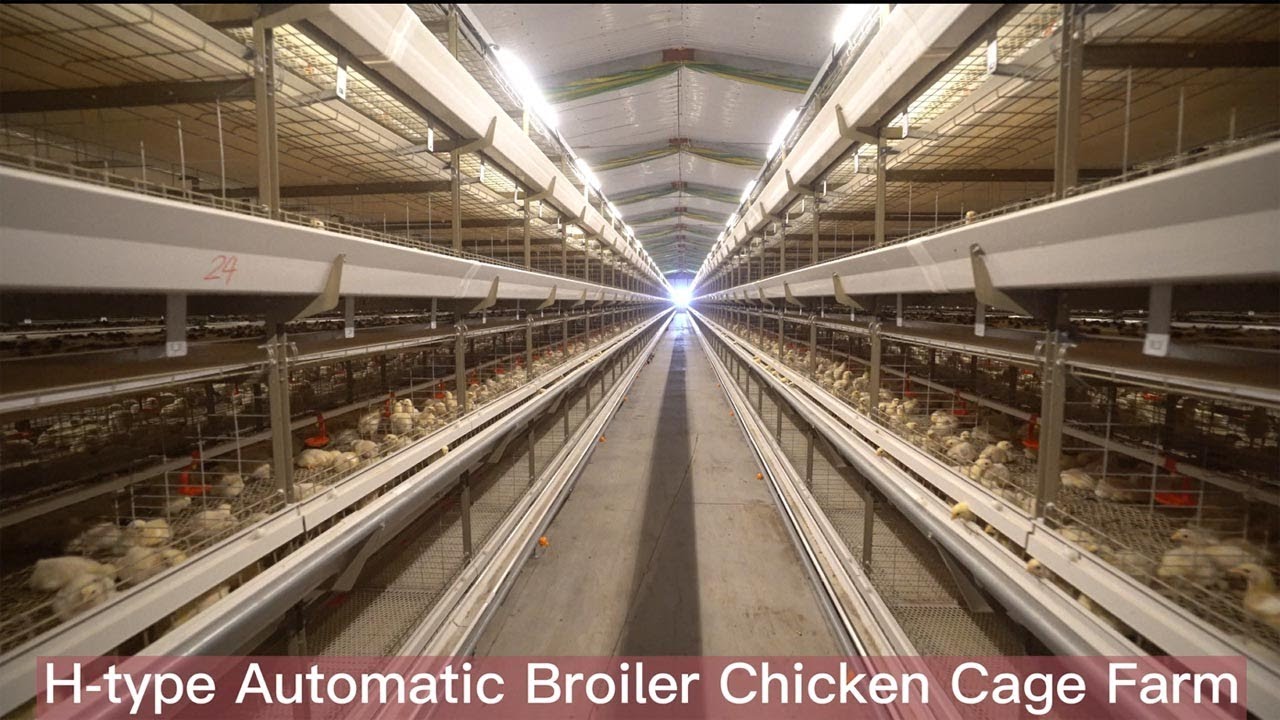 Automatic Poultry Broiler Cage Breeding System For Commercial Chicken Farms in Ghana