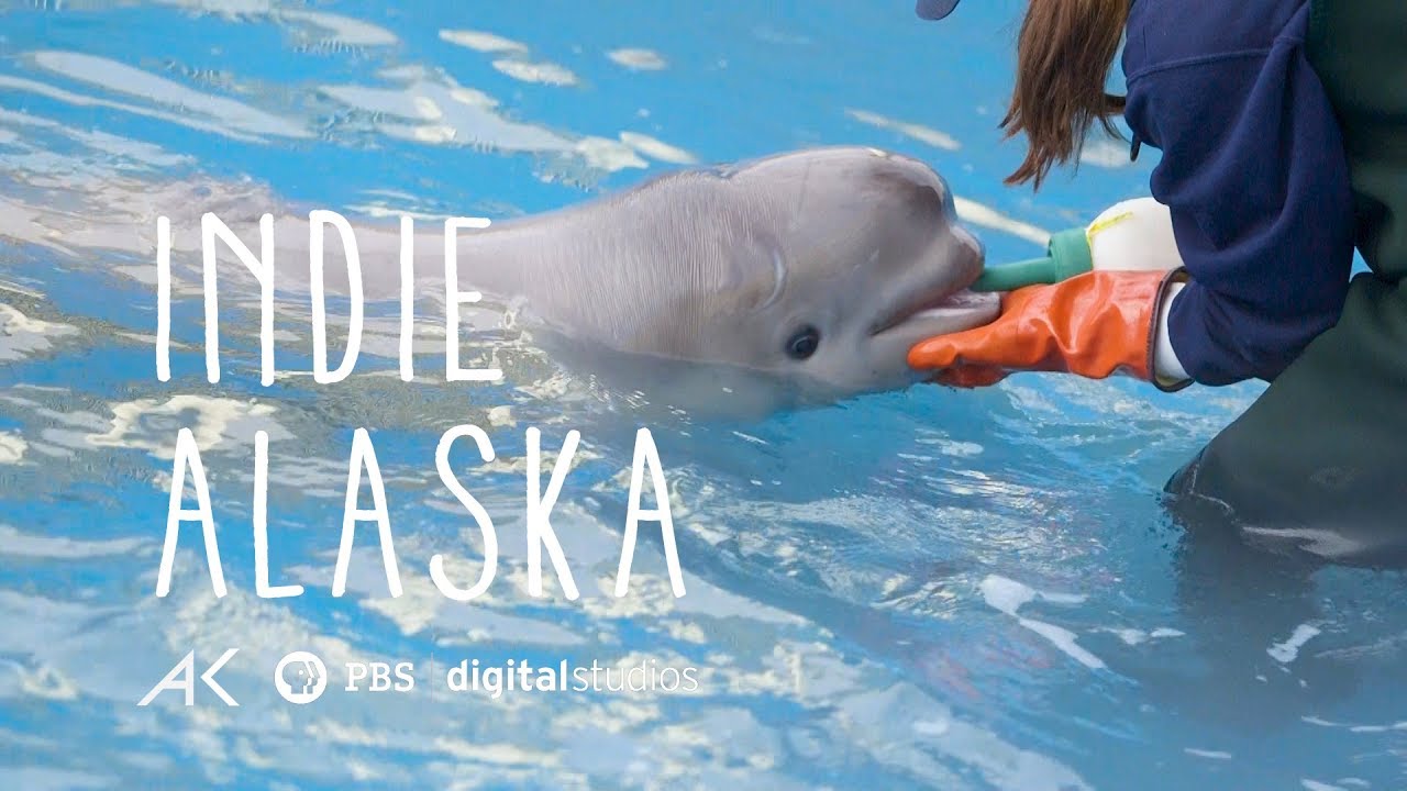 First Rehabilitated Cook Inlet Beluga Calf | INDIE ALASKA