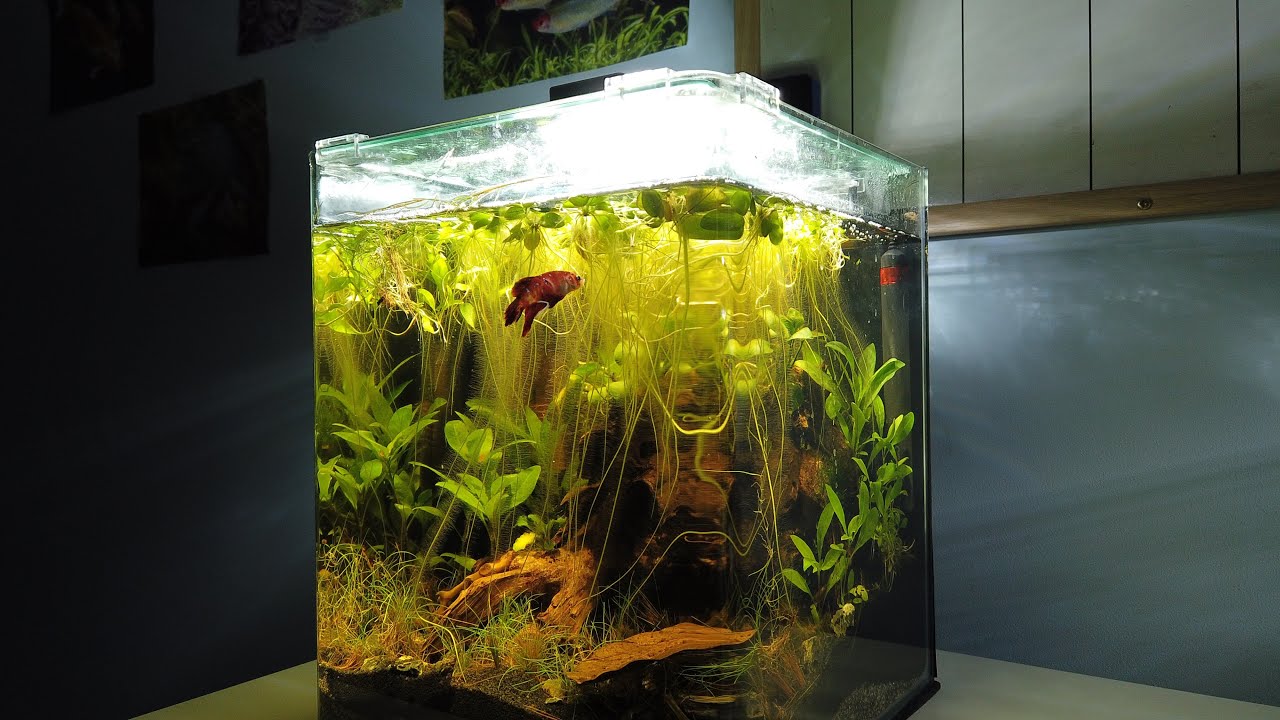 MON NOUVEAU BAC À BETTA SPLENDENS -[BETTA ROOM]