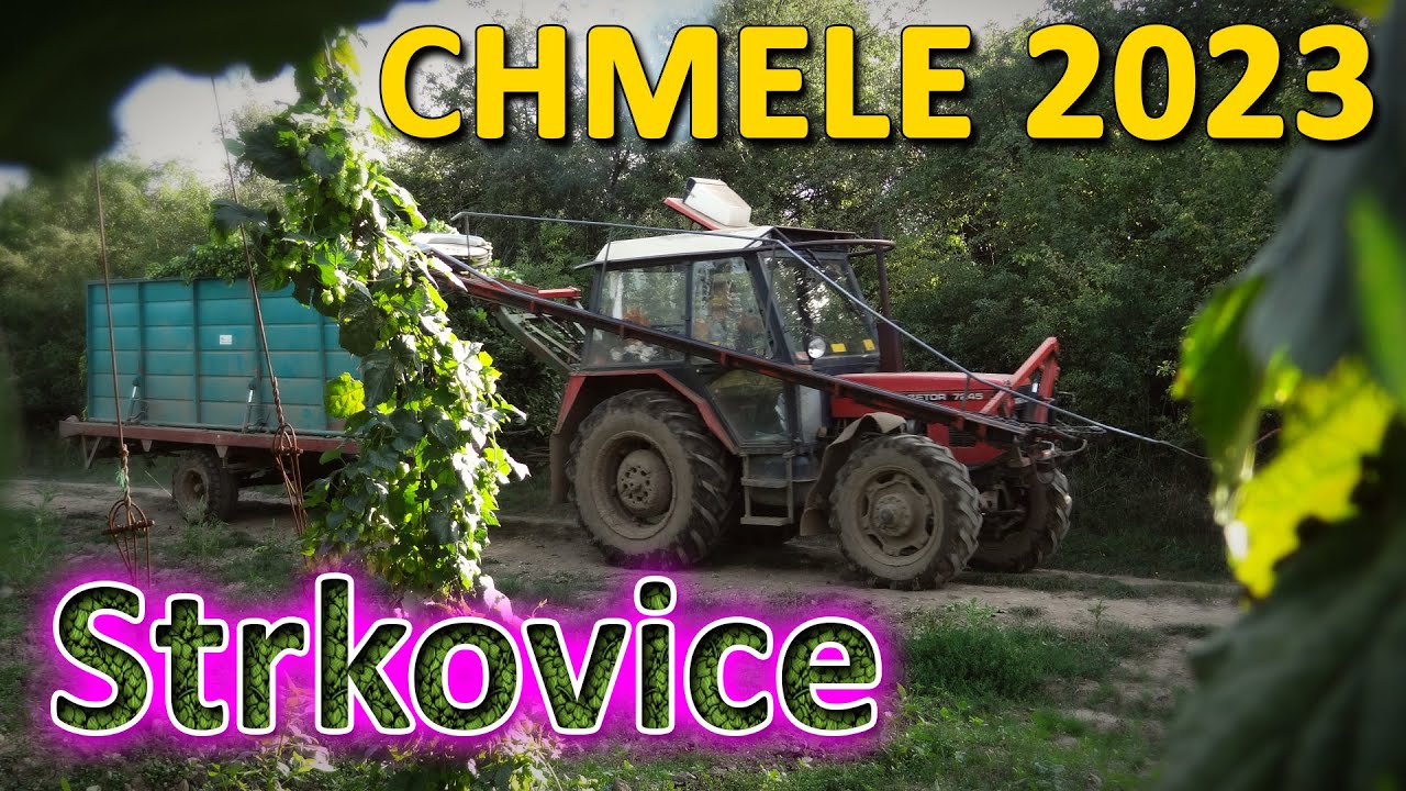 CHMELE 2023 #Strkovice // Hopfenernte // Hops harvesting