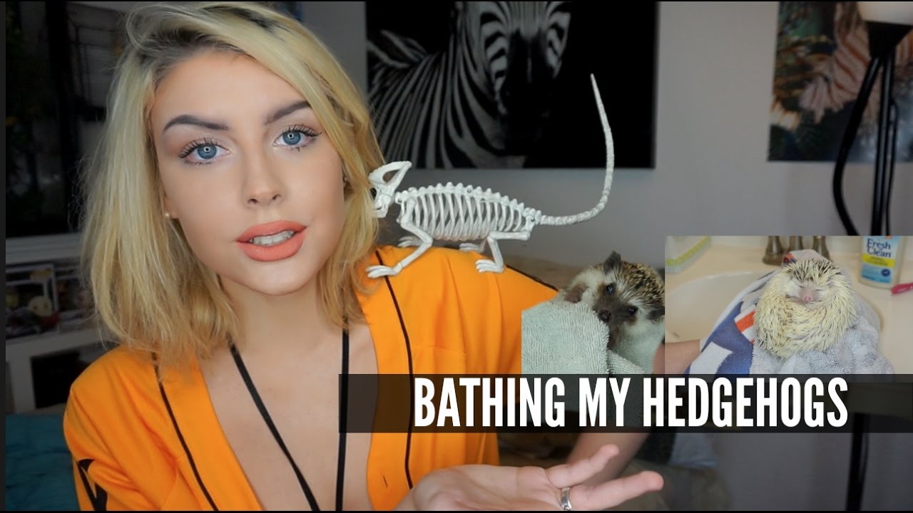 HOW TO BATHE HEDGEHOGS (Also, I Quit My Job to Do Youtube)