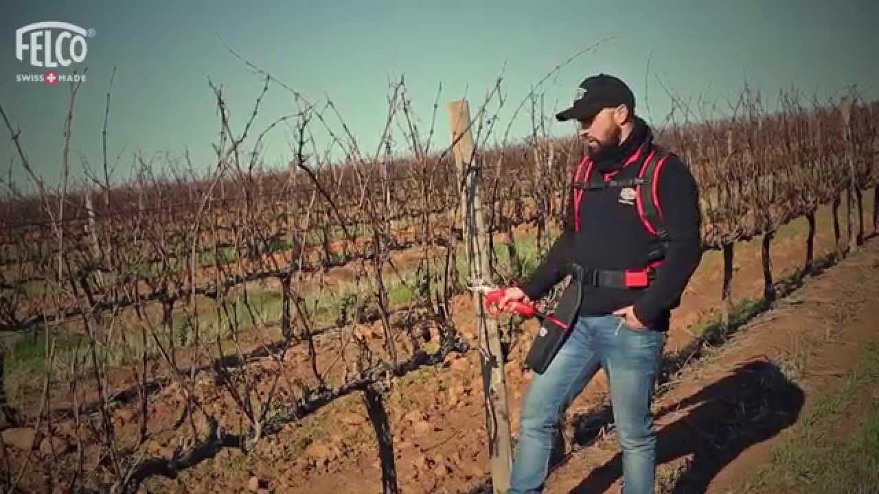 Felco - Vertical Shoot Positioning