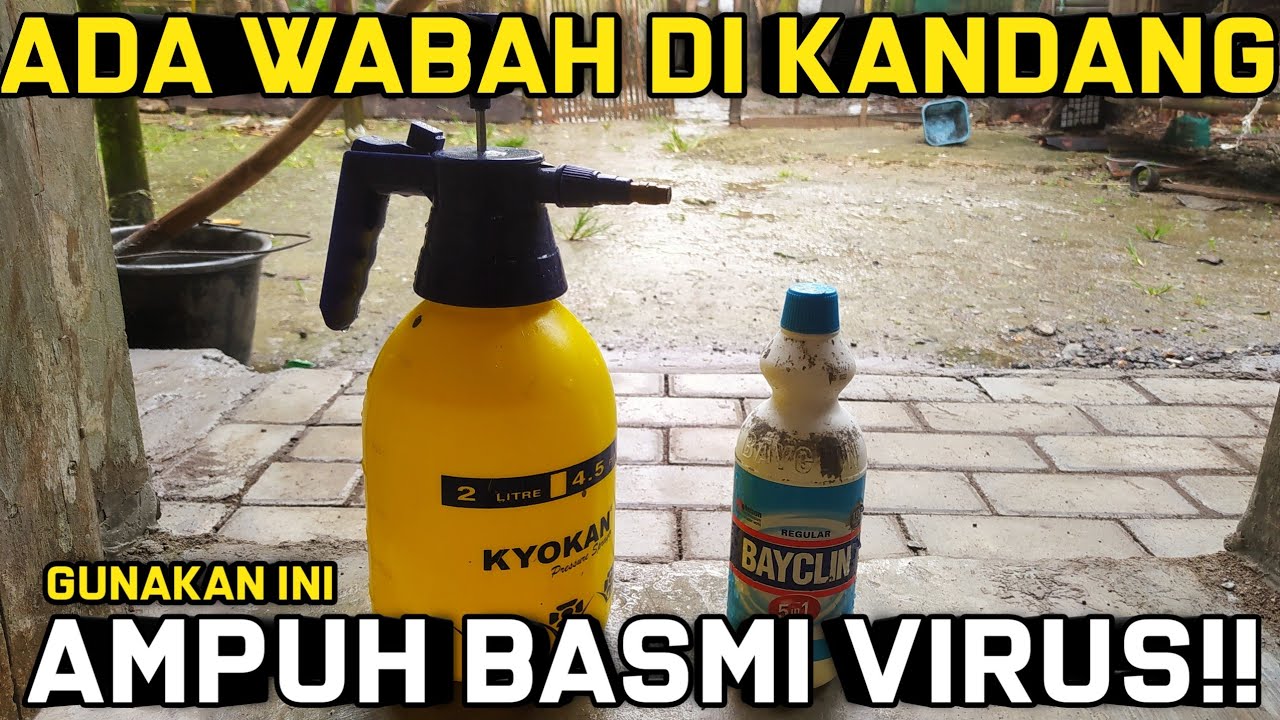 CARA MEMBUAT DESINFEKTAN UNTUK KANDANG AYAM DENGAN BAYCLIN