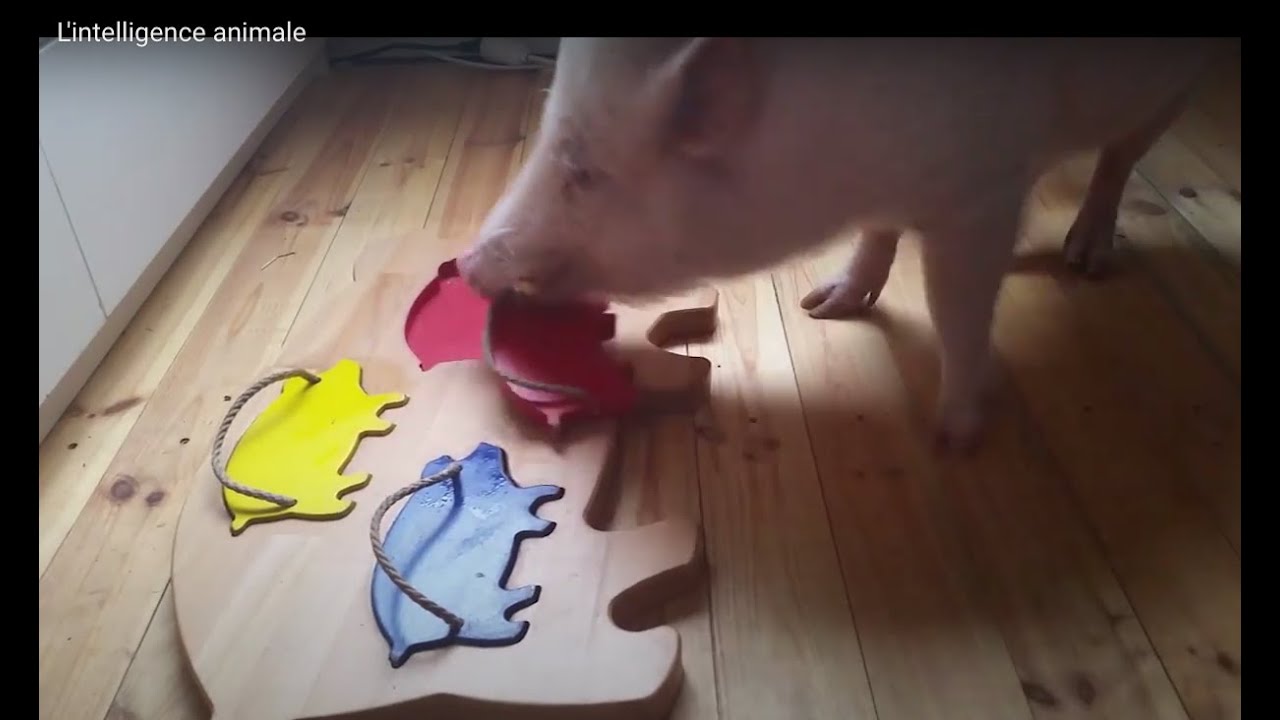 L'intelligence animale