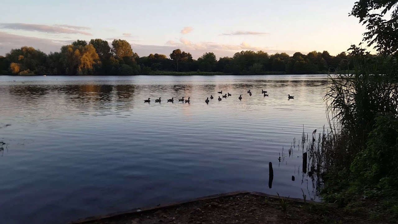 Wild ducks of Delapre Northampton UK