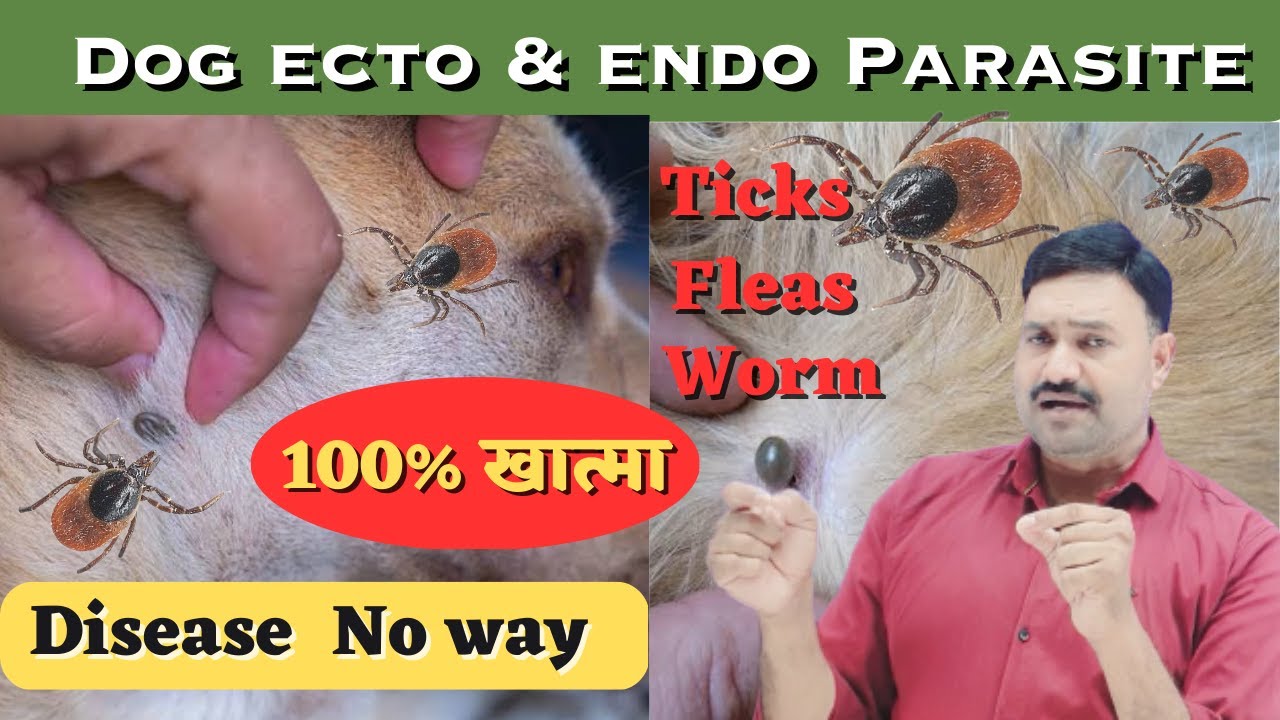 सिर्फ एक गोली से Ticks का खात्मा Dog Ticks Tablet / Dog Tick Medicine Tablet
