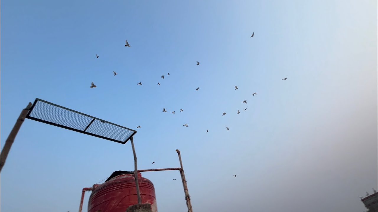 12 May 2024 Ki Sabhi Kabutar Ki Udaan Video | Zamania Pigeon Tournament Pigeon Training