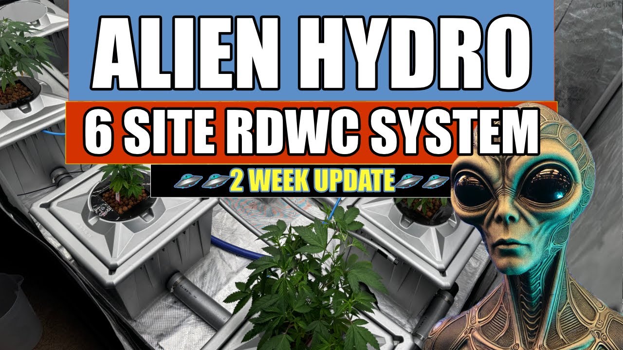 ALIEN HYDRO RDWC 2 WEEK UPDATE