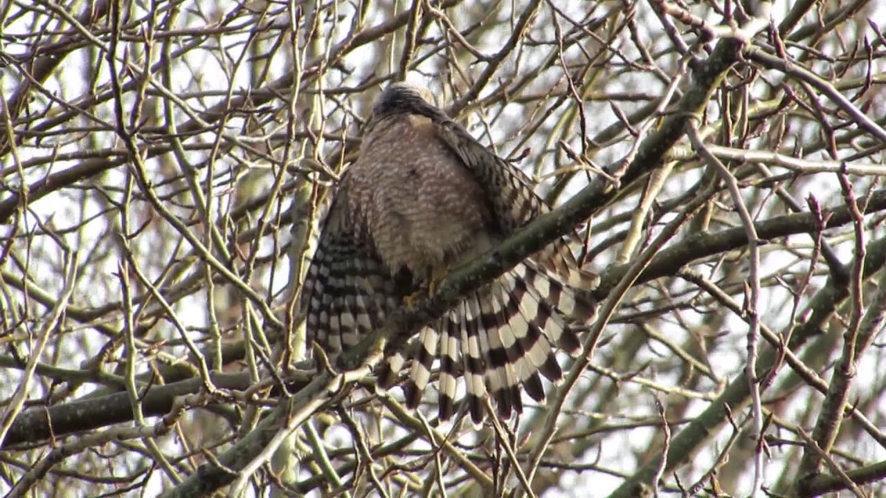 *A+ 01/01/14 RHM Adult Male Cooper's Hawk (Preening & Drying His Fanned Tail & Wing Feathers