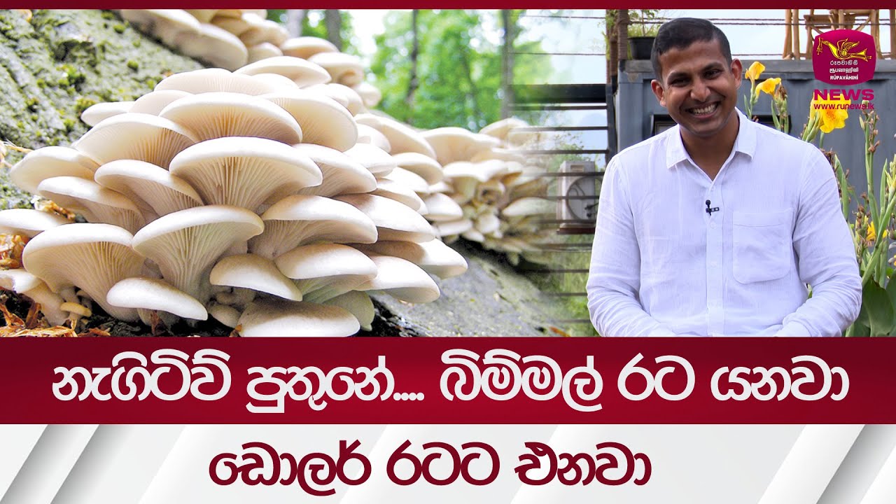 Mushrooms නැගිටිව් පුතුනේ... බිම්මල් රට යනවා...ඩොලර් රටට එනවා - Mushrooms| Rupavahini News