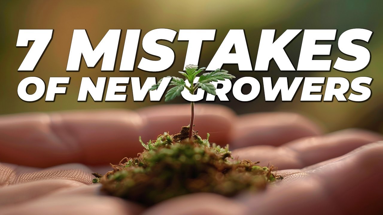 7 Common Mistakes of New Cannabis Growers and How to Avoid Them