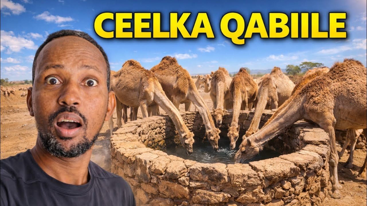 QARNI KU DHAWAD AYA LAGA CABAYAY CEELKAN 