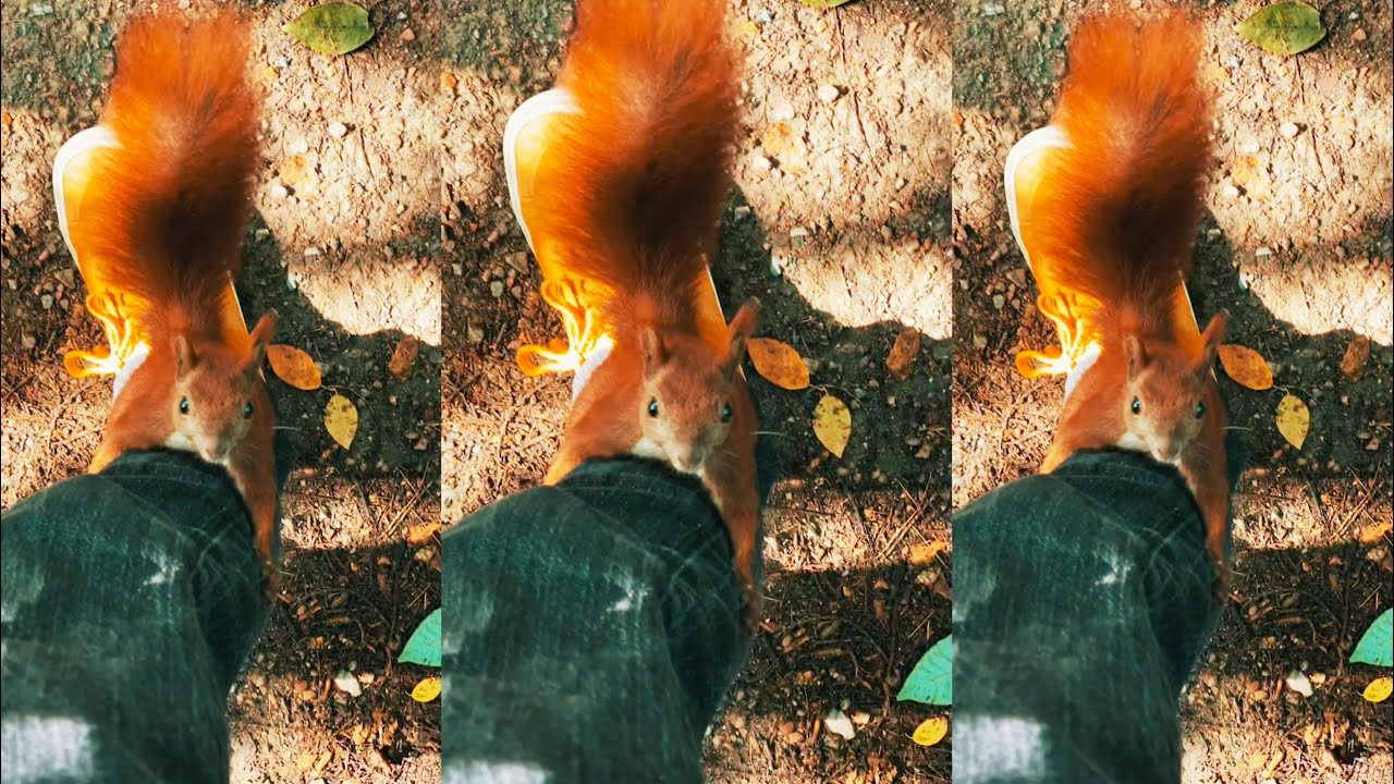 Squirrels are summoned by Krogi