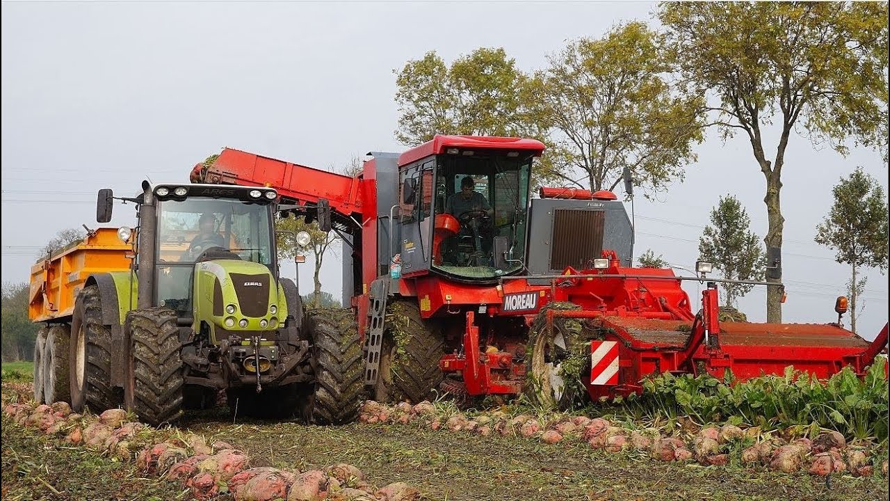 Voederbieten rooien met: MOREAU Lectra V2. Tuenter.