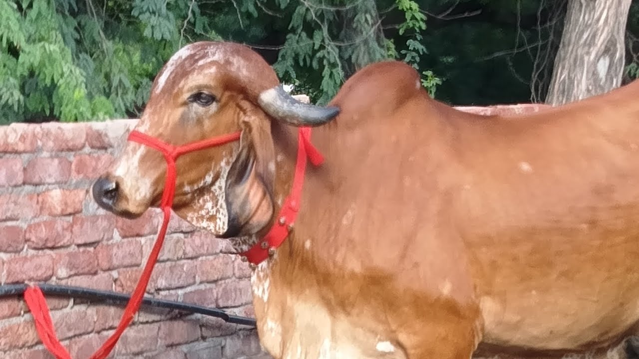 गुजरात की गिर गाय फोर सेल श्री गिरिराज जी डेयरी फार्म 👉 9193269130
