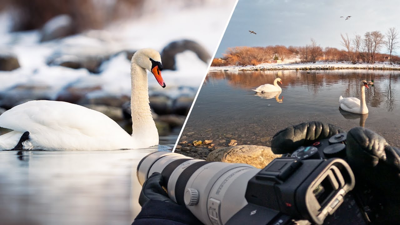 Фотосъемка дикой природы от первого лица зимой